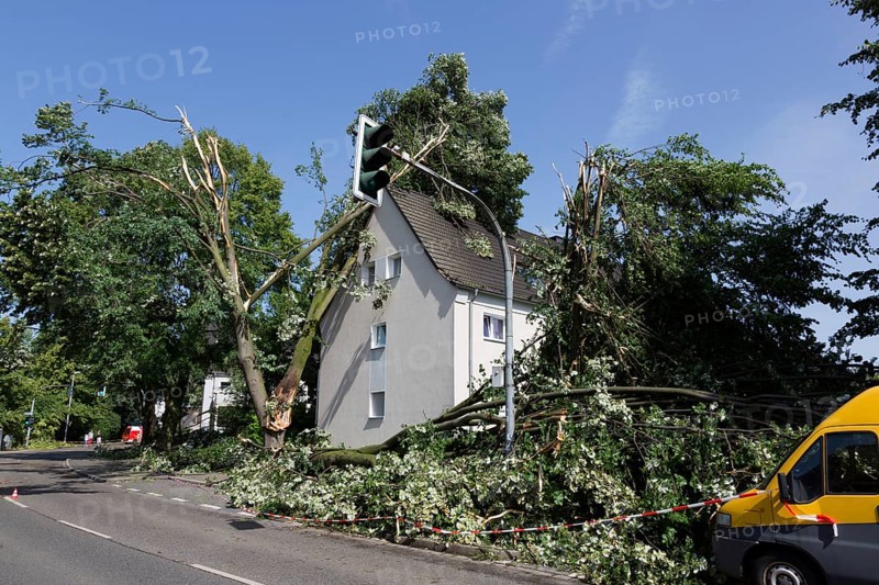 Uprooted trees have damaged a house