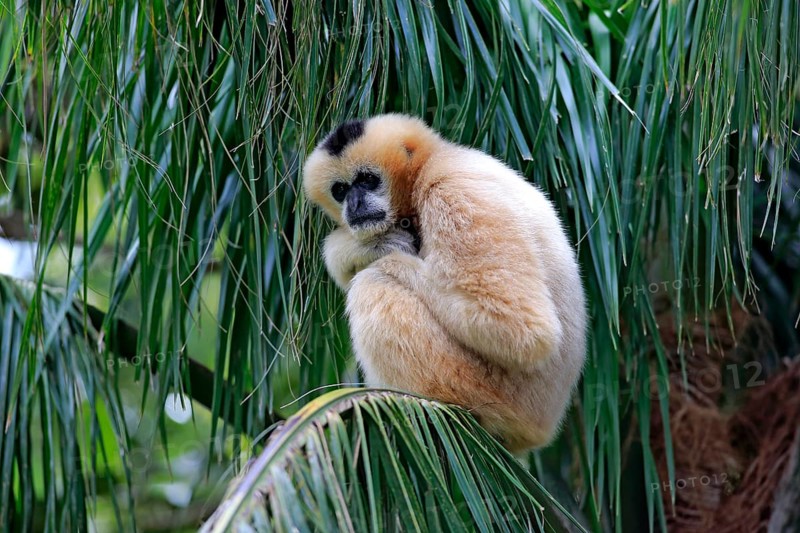 Northern White-cheeked Gibbon (Nomascus leucogenys)
