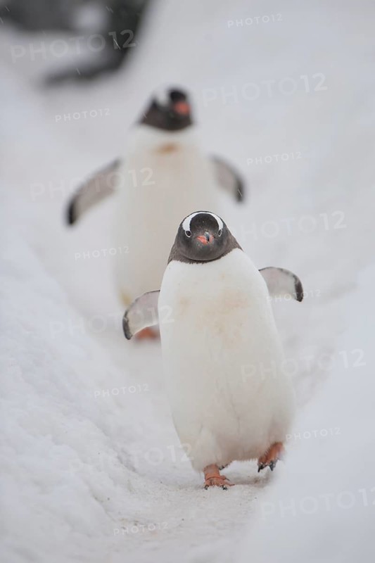Gentoo penguins (Pygoscelis papua)