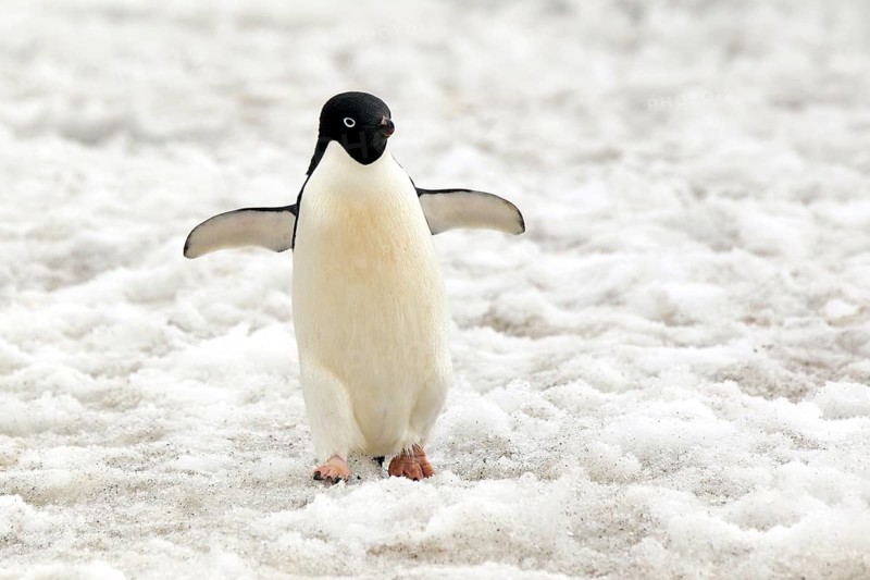Adelie Penguin (Pygoscelis adeliae)