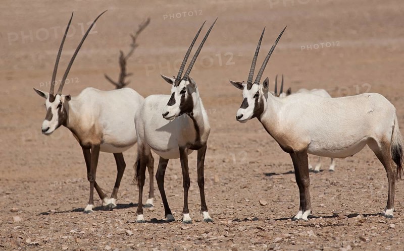 Arabian Oryx (Oryx leucoryx)
