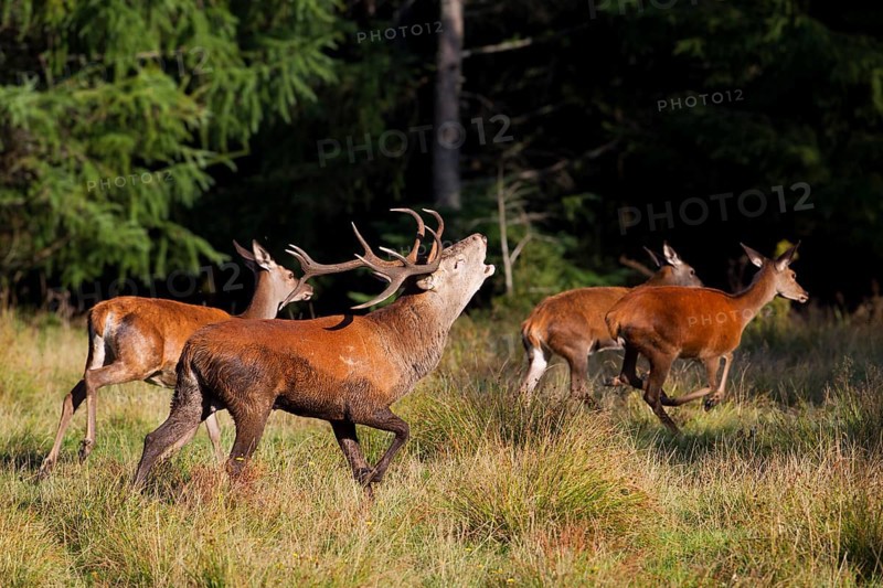 Red Deer (Cervus elaphus)