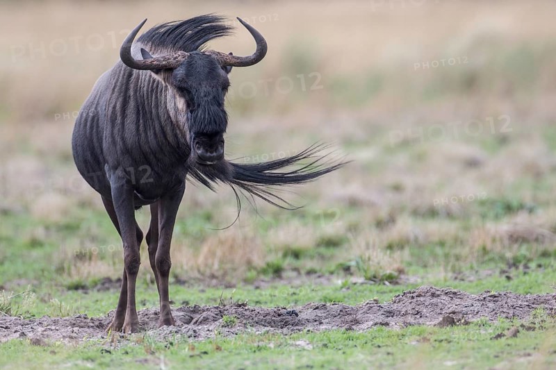 Blue Wildebeest (Connochaetes taurinus)