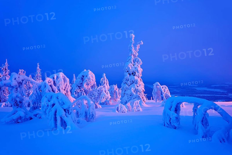 Trees in a snow-covered winter landscape