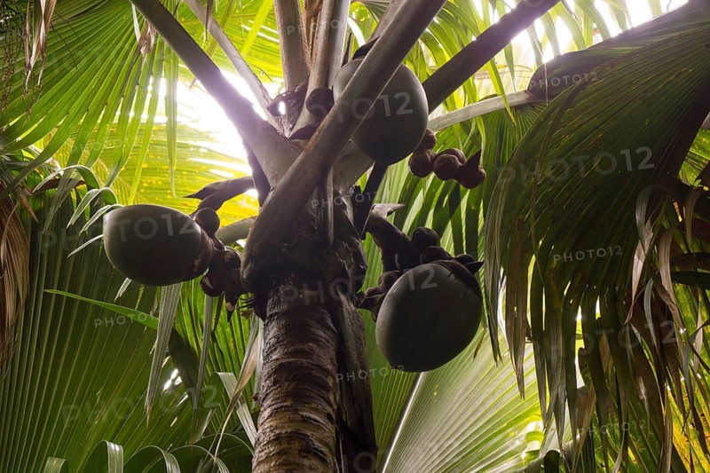 Immature female fruits of the Maldive Coconut or Coco de Mer (Lodoicea maldivica)