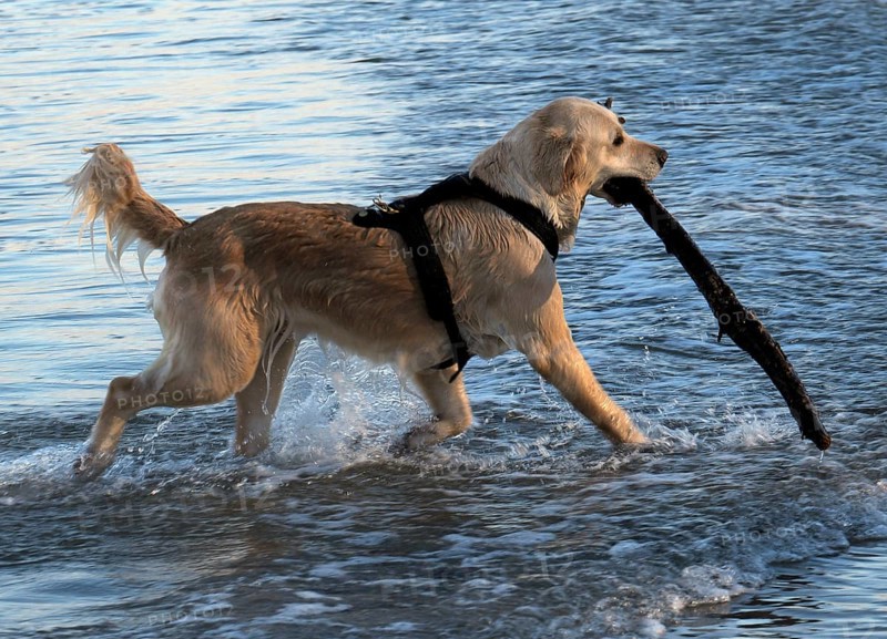 Golden Retriever retrieving a stick from the sea