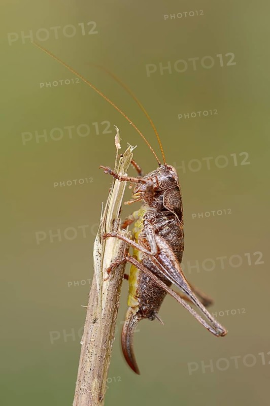 Dark Bush-Cricket (Pholidoptera griseoaptera)