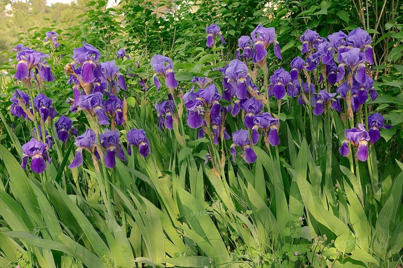 Medium Tall Bearded Iris (Iris barbata-media hybride)