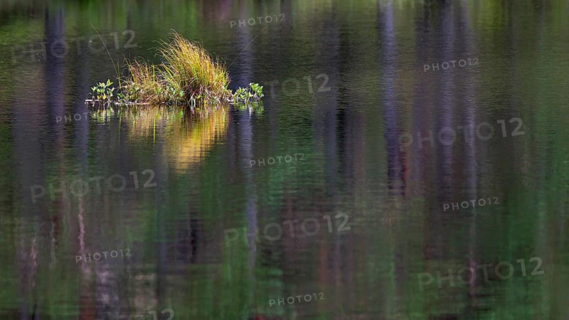 Grass island in a lake