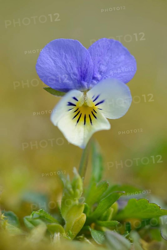 Heartsease or Wild Pansy (Viola tricolor)