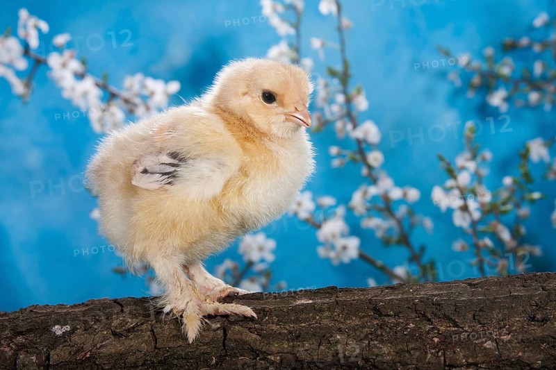 Domestic fowl chick