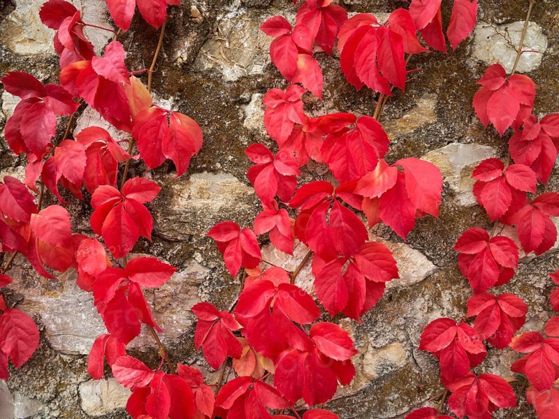 Wild Vine (Vitis vinifera) creeping on a stone wall