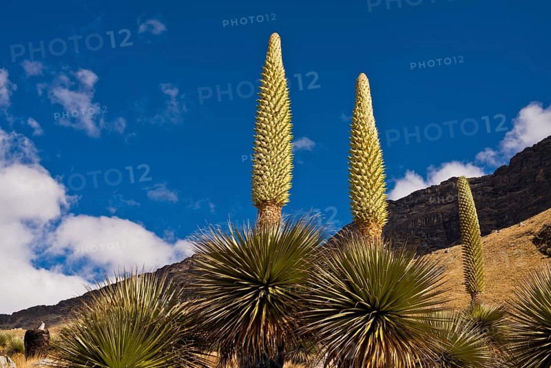 Queen of the Andes or Giant Bromeliads (Puya raimondii)