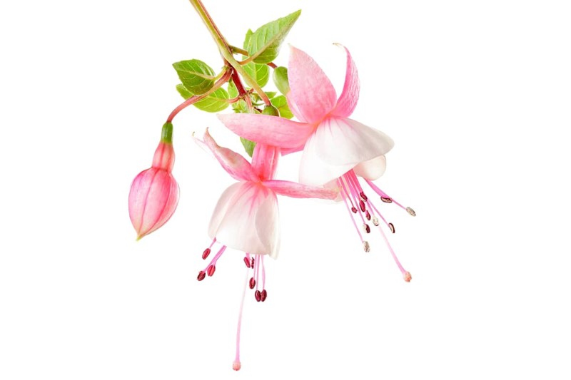 Fuchsia (Fuchsia)