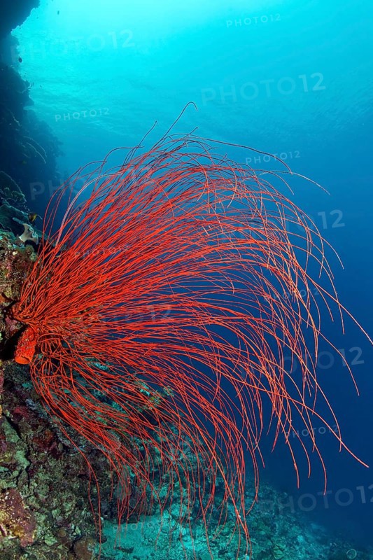 Red Whip Coral (Ellisella ceratophyta)