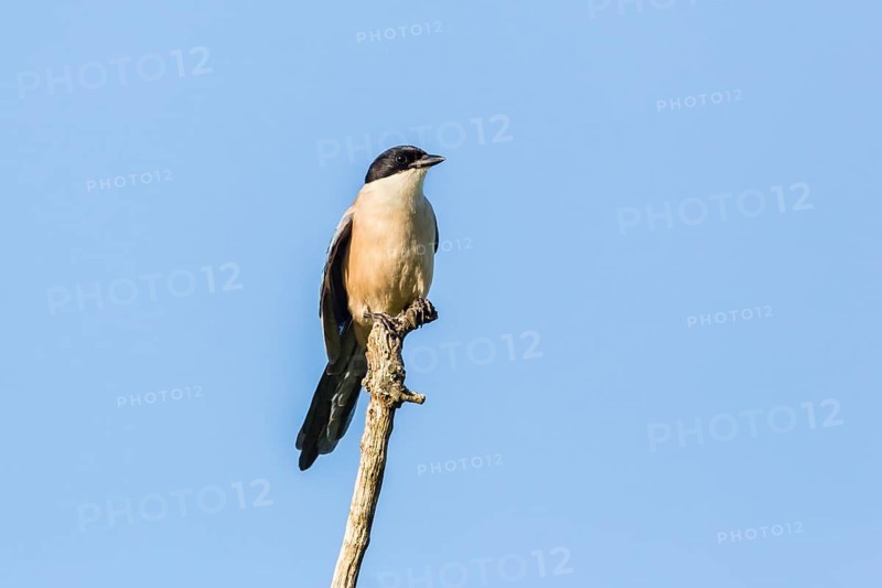 Azure-winged Magpie (Cyanopica cyana)