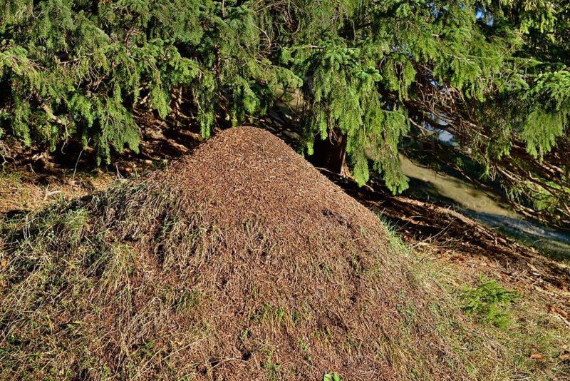 Anthill of the Big Red Wood Ant (Formica rufa)