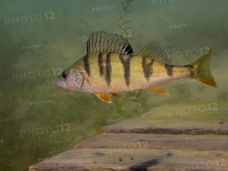 A European perch Perca fluviatilis) foraging on the lake bottom