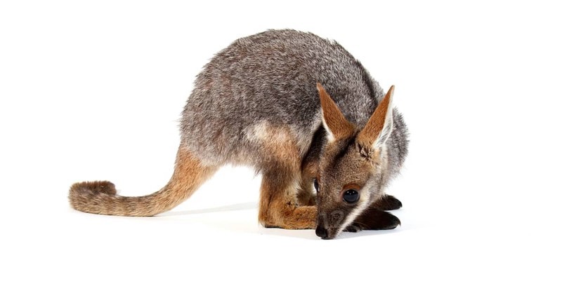 Yellow-Footed Rock-Wallaby (Petrogale xanthopus)