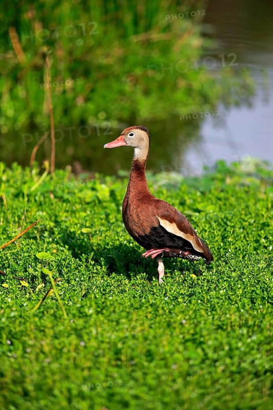 Black-bellied Whistling Duck (Dendrocygna autumnalis)