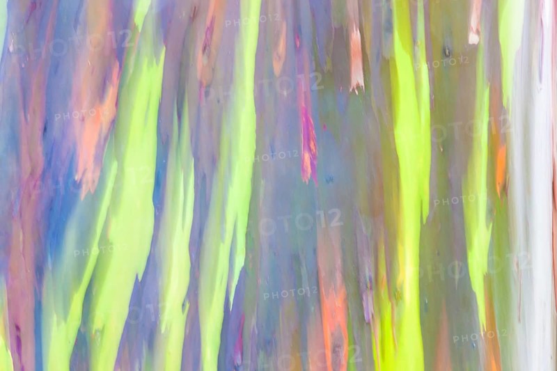 Coloured bark of a Eucalyptus Tree (Eucalyptus sp.)
