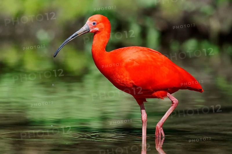 Scarlet Ibis (Eudocimus ruber)