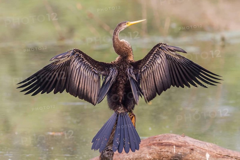 Oriental Darter (Anhinga melanogaster) drying its wings