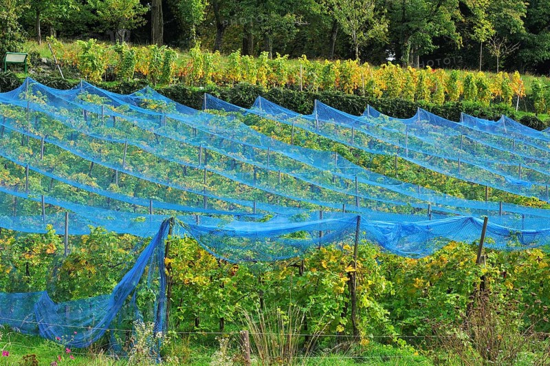 Blue hail nets over vines