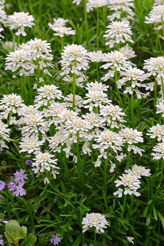 Evergreen Candytuft (Iberis sempervirens)