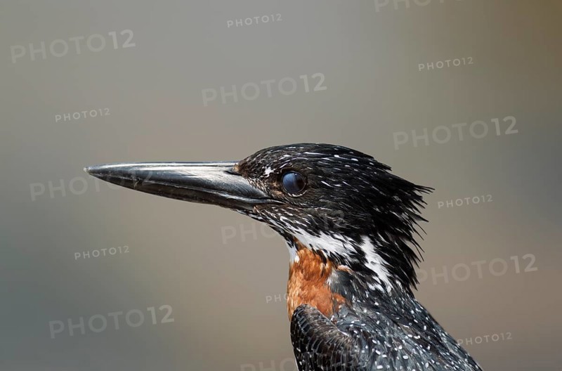 Giant Kingfisher (Megaceryle maximus)