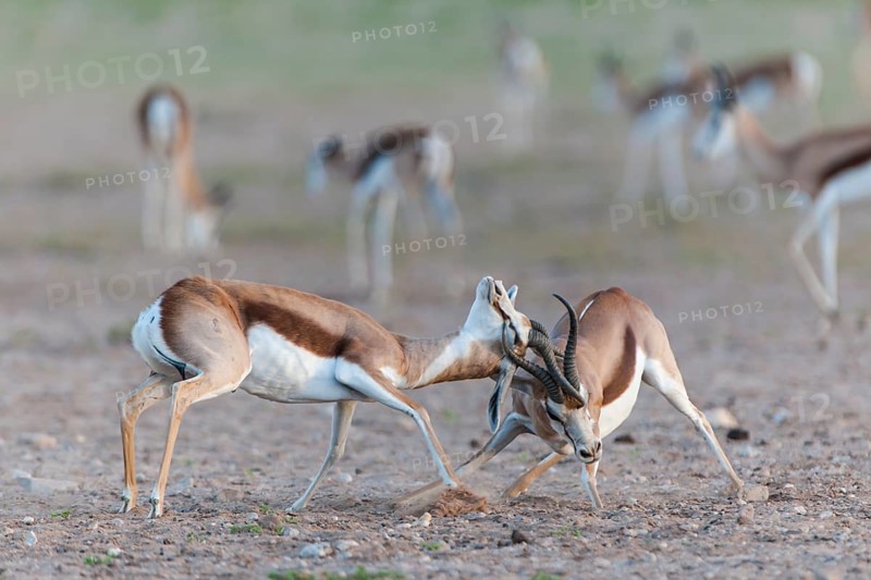 Male Springboks (Antidorcas marsupialis) fighting for dominance and social rank in the herd