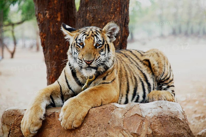 Tiger Temple or Wat Pa Luangta Bua