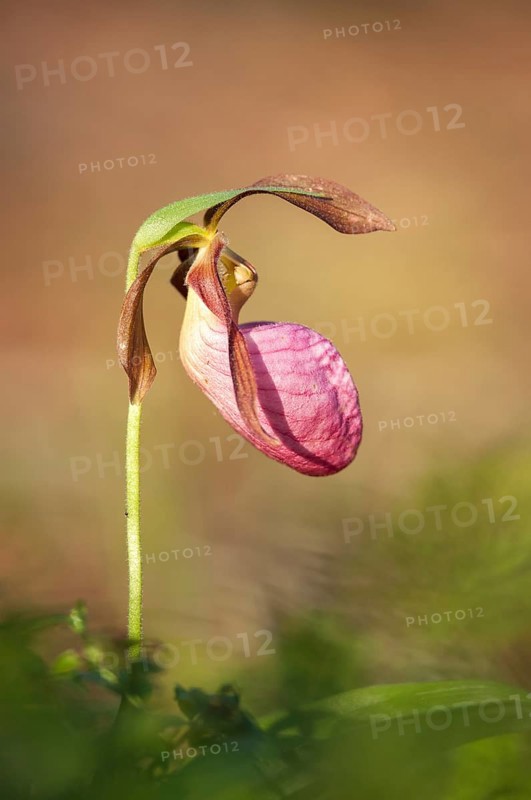 Stemless Lady's Slipper (Cypripedium acaule)