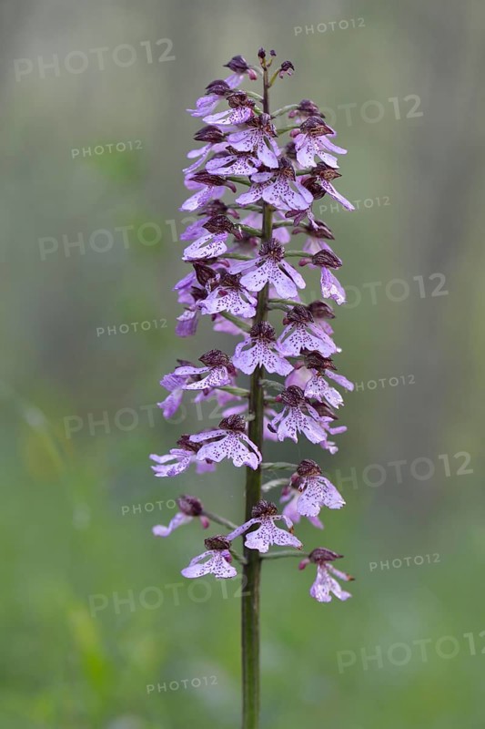 Lady Orchid (Orchis purpurea)