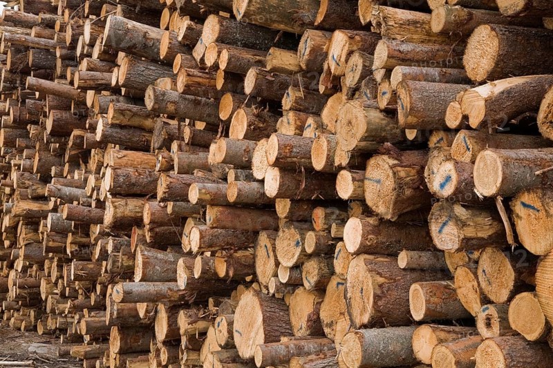 Large pile of freshly cut timber logs at a lumber mill