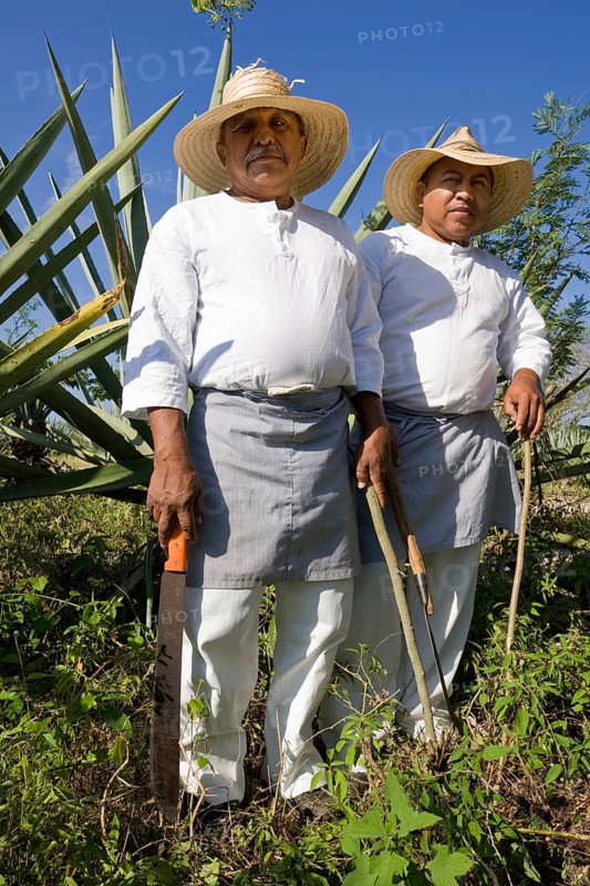 Sisal workers in an agave field at the Hacienda de Sotuta de Peon
