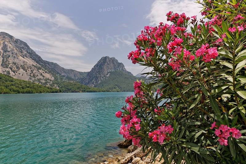 Oleander (Nerium oleander) growing at the Oymapinar dam