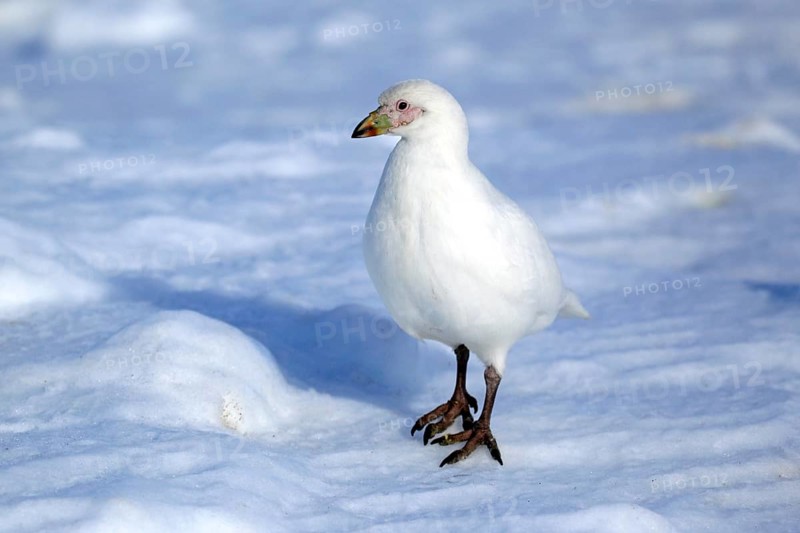 Snowy Sheathbill (Chionis alba)