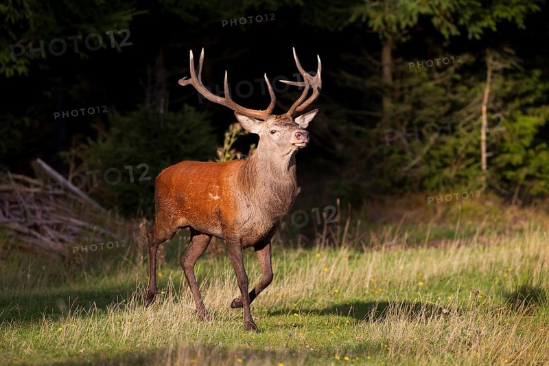 Red Deer (Cervus elaphus)
