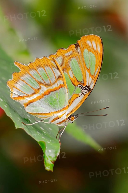 Malachite (Siproeta stelenes)