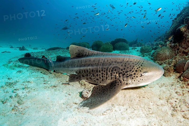 Zebra shark (Stegostoma fasciatum) resting on the sandy seafloor