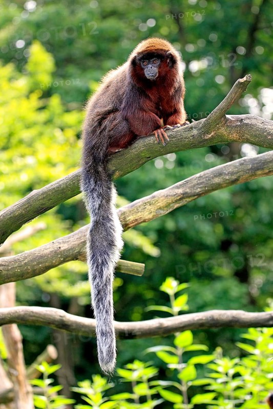 Red-bellied Titi (Callicebus moloch)