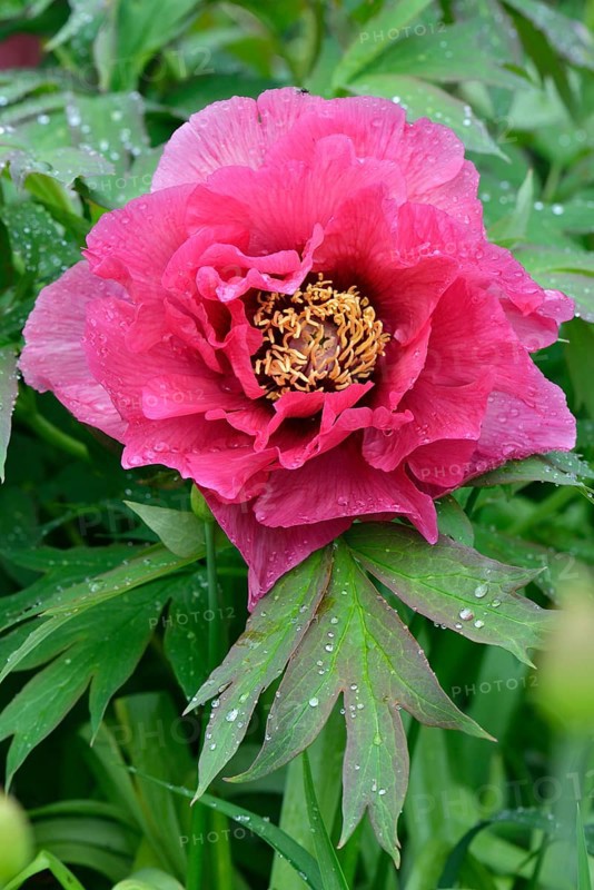 Tree Peony (Paeonia suffruticosa 'Leda')