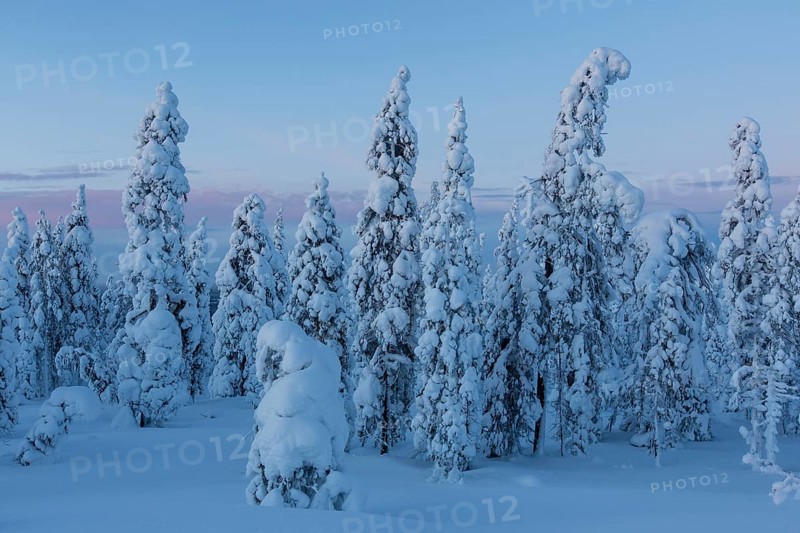 Finnish winter forest at twillight