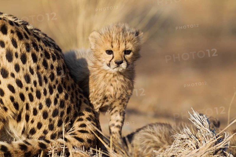 Cheetah (Acinonyx jubatus)