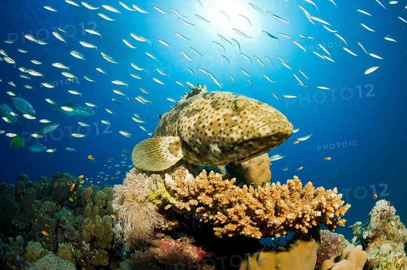 Malabar Grouper (Epinephelus malabaricus)