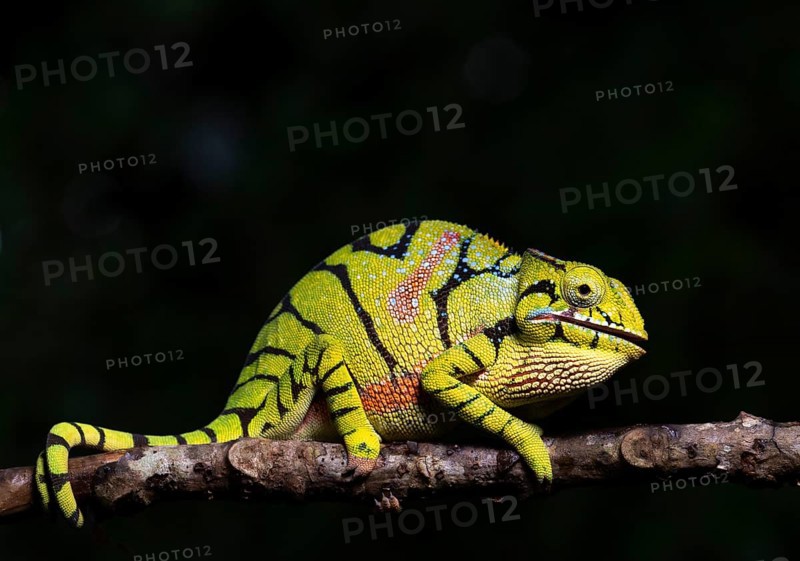 Female chameleon of the genus (Furcifer timoni)
