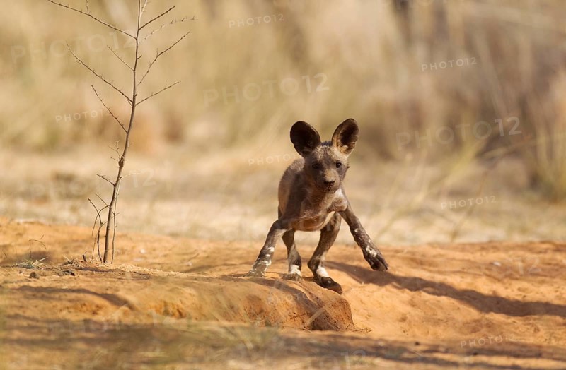 African Wild Dog (Lycaon pictus)