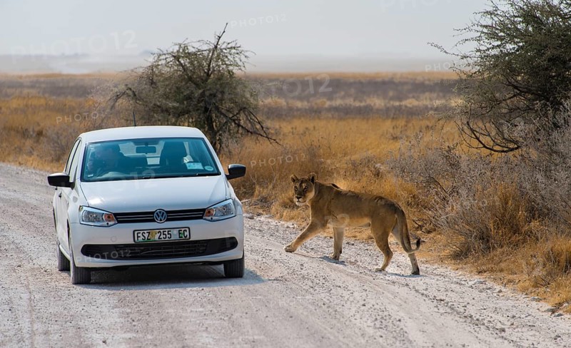Lioness (Panthera leo) crossing the street next to a car