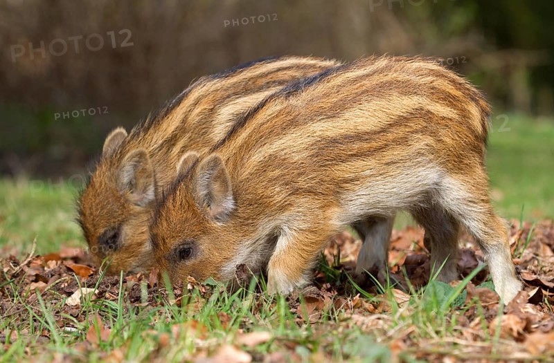 Wild Boar (Sus scrofa)